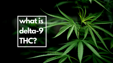 Everything You Need to Know About Delta-9 THC: The Active Ingredient in Marijuana